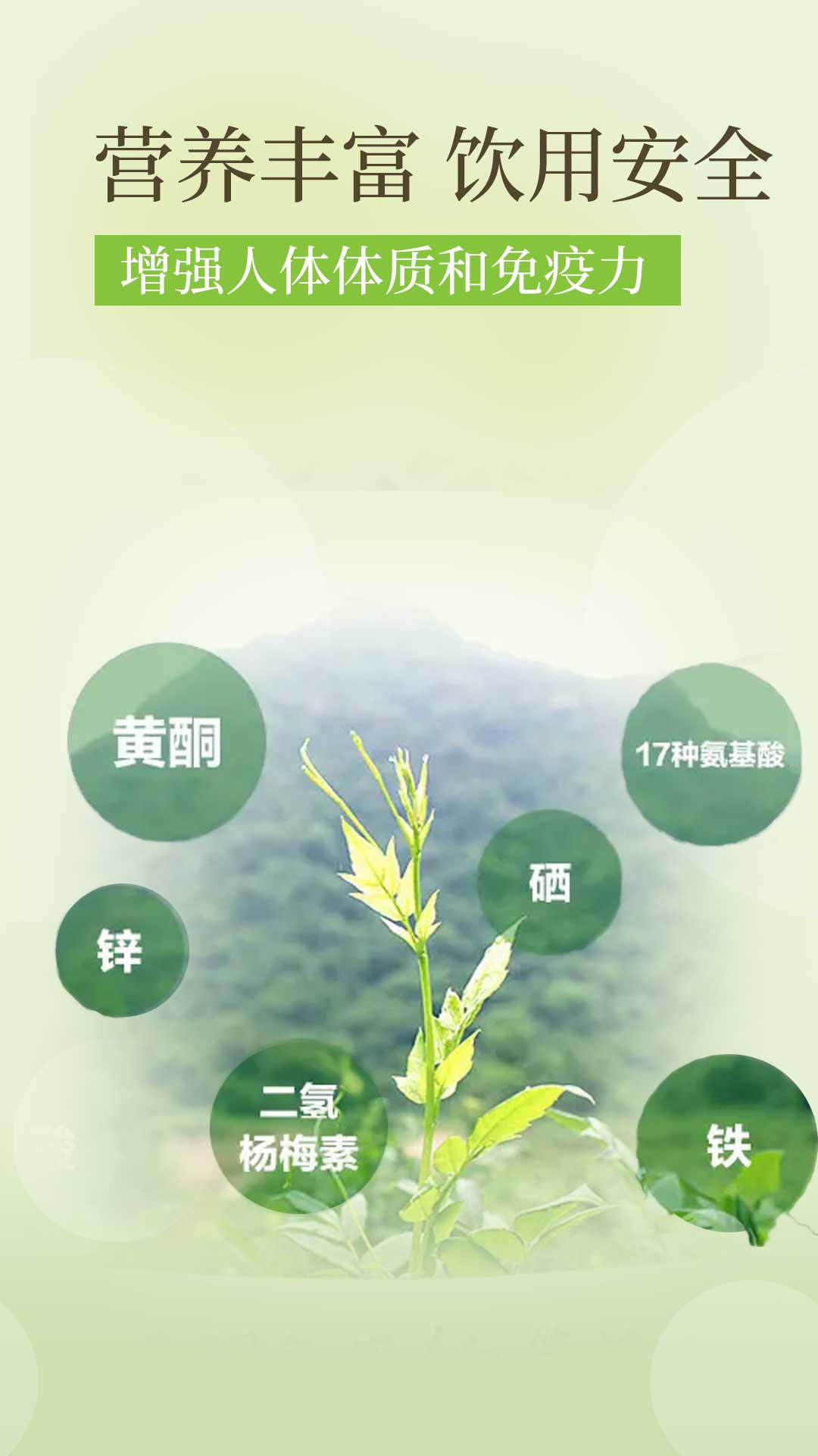 降三高莓茶